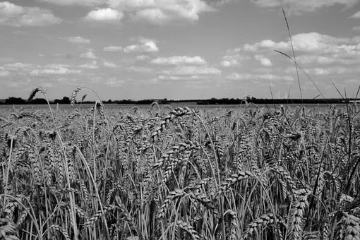 Black Wheat Farming