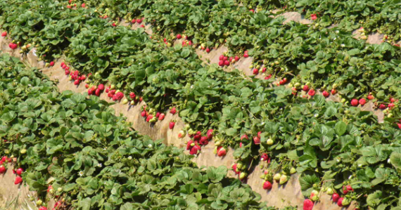 Strawberry cultivation-1