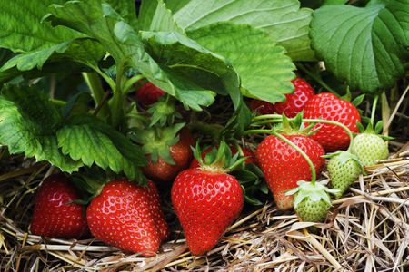 Strawberry farming