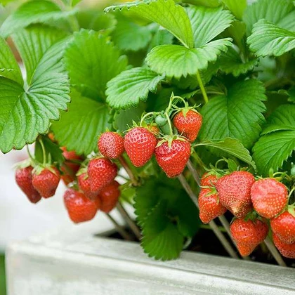 Strawberry cultivation