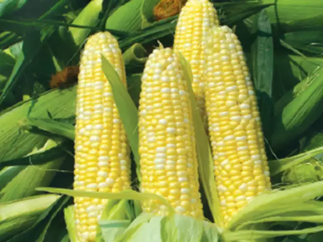 Baby Corn Farming