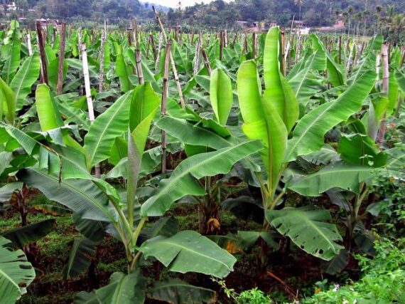 Banana-Farming