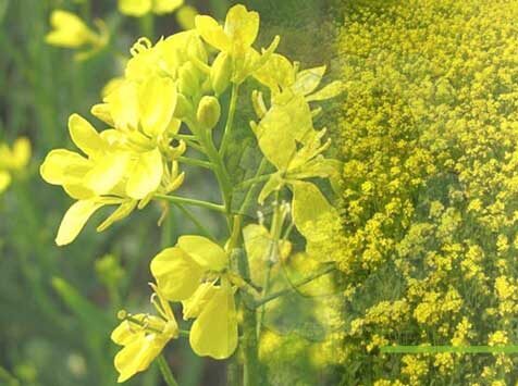 Mustard farming