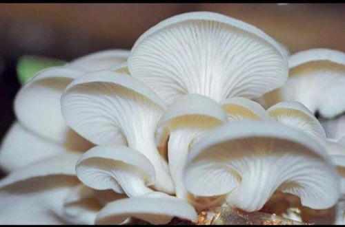 Mushroom Farming