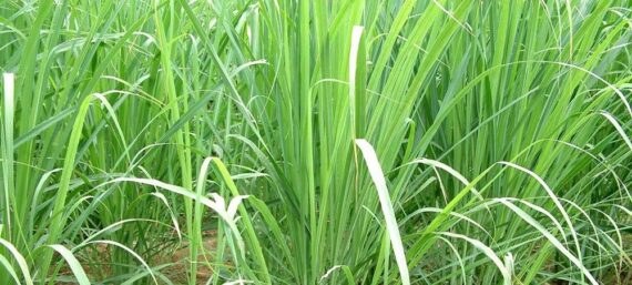 lemon-grass-farming.jpg