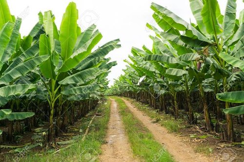 Banana Farming