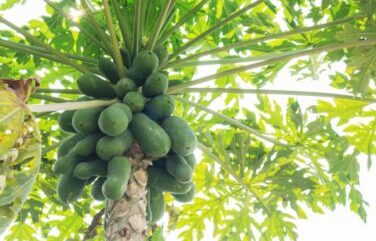 Papaya Farming