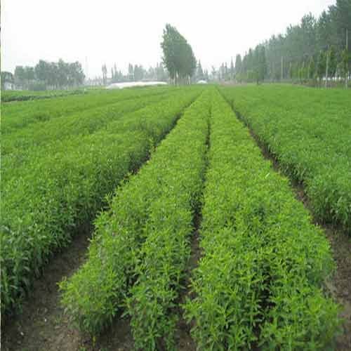 stevia-cultivation-500x500-1.jpg