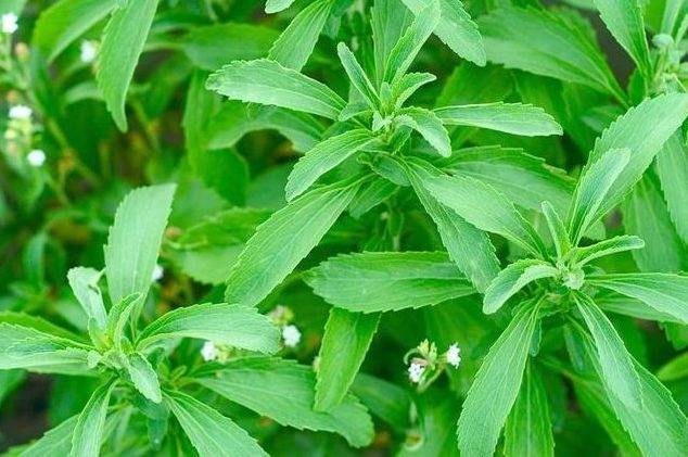 How to do Stevia Farming