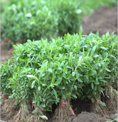 stevia-plant-500x500-1.jpeg