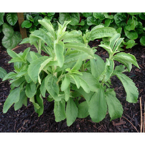 stevia-plant-500x500-1.jpg