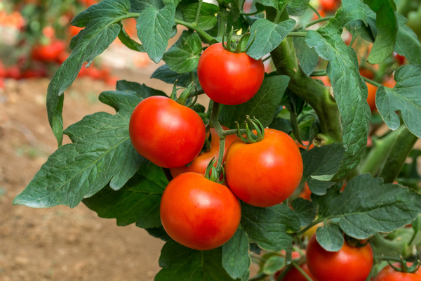 Tomato Farming