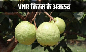 VNR Guava Farming