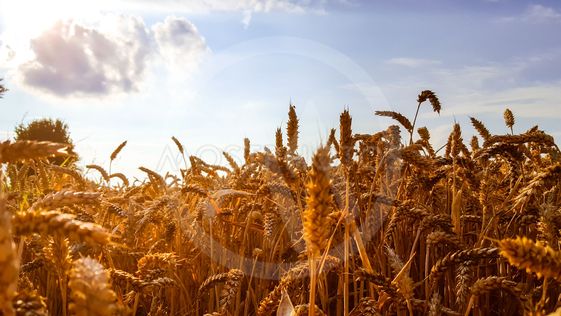 Wheat Farming