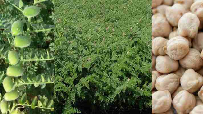 Kabuli (Dollar) Gram Farming