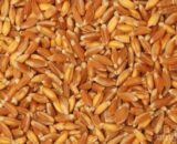 khapli wheat