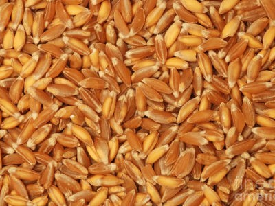 khapli wheat