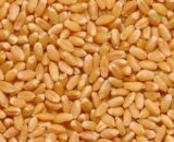 kedar wheat seeds