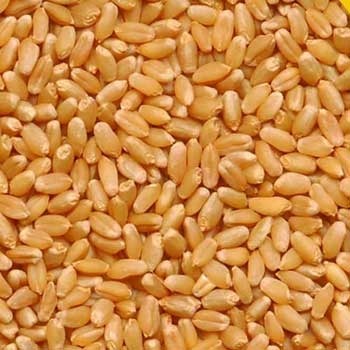 kedar wheat seeds